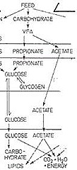asetat propionat metabolik