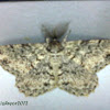 Common Gray Moth