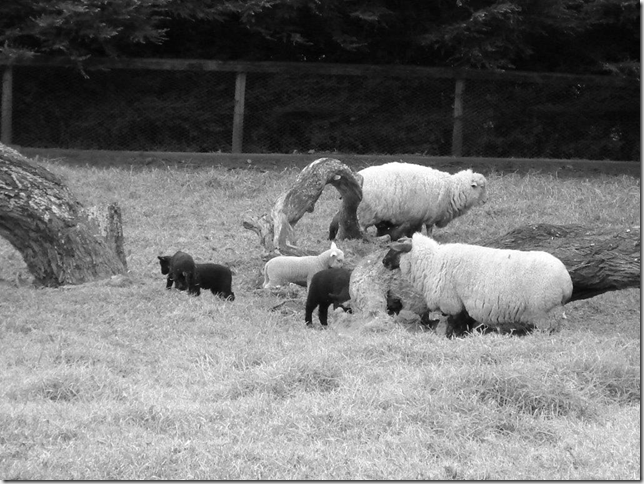 black & white lambs