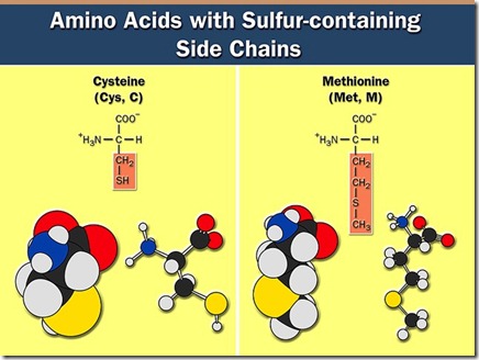 Amino acids -2