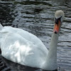 A Mute Swan