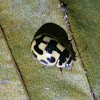14-Spot Ladybird