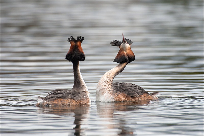 Great Crested Grebe courtship