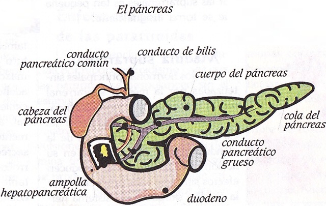 [pancreas5.jpg]