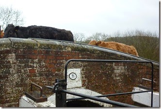 2 cattle at  lockcolwich