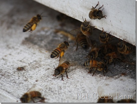 honeybees1