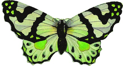 butterflygreen