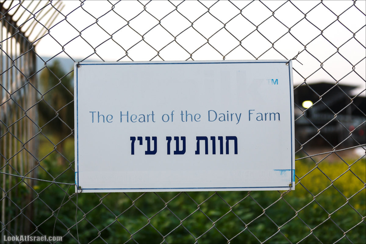 Менахемия - Козья Ферма Аз Из и медицинский музей Бейт ха-Рофе | Menahemia - As Is farm and medical museum | LookAtIsrael.com - Фото путешествия по Израилю | מנחמיה - חוות עז עיז ובית הרופא