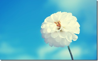 Delicate White Flower