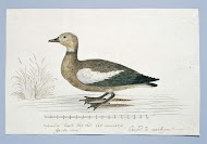 Tadorna cana (Kaapse casarca)