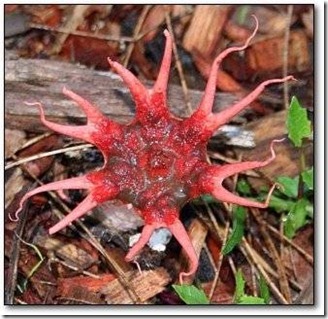  atau Amorphopallus titanum mungkin sering masuk formasi flora Berbagai Jenis Tanaman Unik dan Aneh Yang ada di Dunia