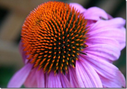 fibonacci-sequence-purple conflower fibonacci-sequence-purple conflower