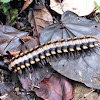 Python millipede