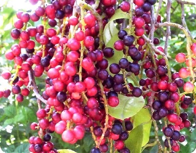 [Bignay%255B3%255D.jpg]