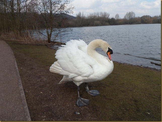SAM_4874 Swan with attitude