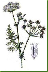 Carum roxburgianum