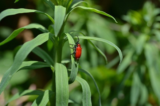 Lilioceris lilii - Red lily beetle or Llily beetle