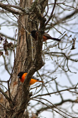 Baltimore and Orchard Orioles