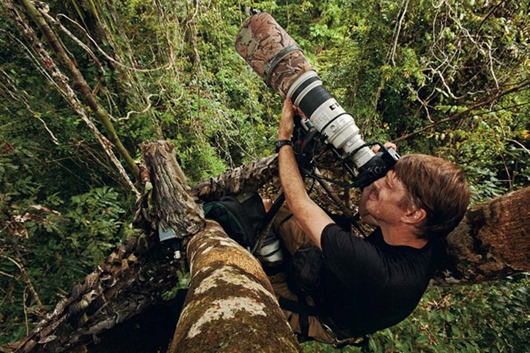 Photographer Tim Laman shooting King Bird of Paradise from a canopy platform in lowland rain forest