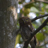 Jungle Owlet or Barred Jungle Owlet