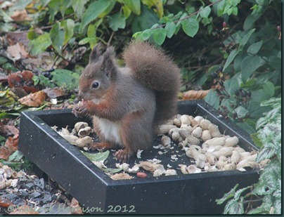 red-squirrel (4)