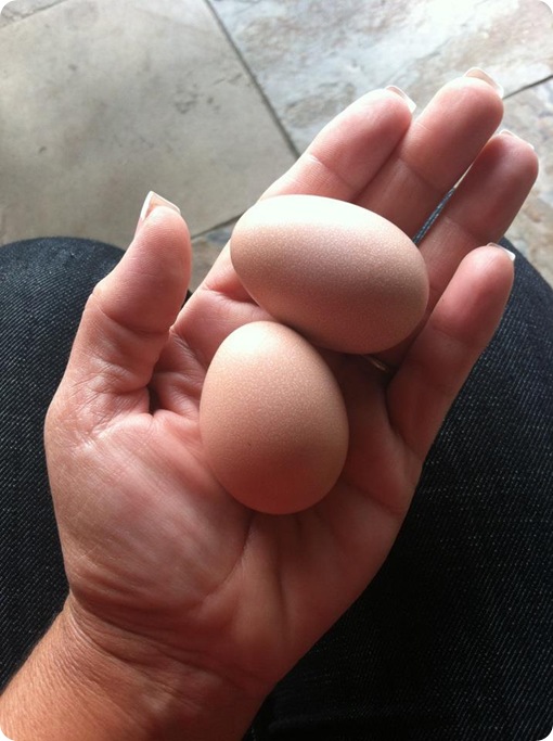 Homegrown eggs