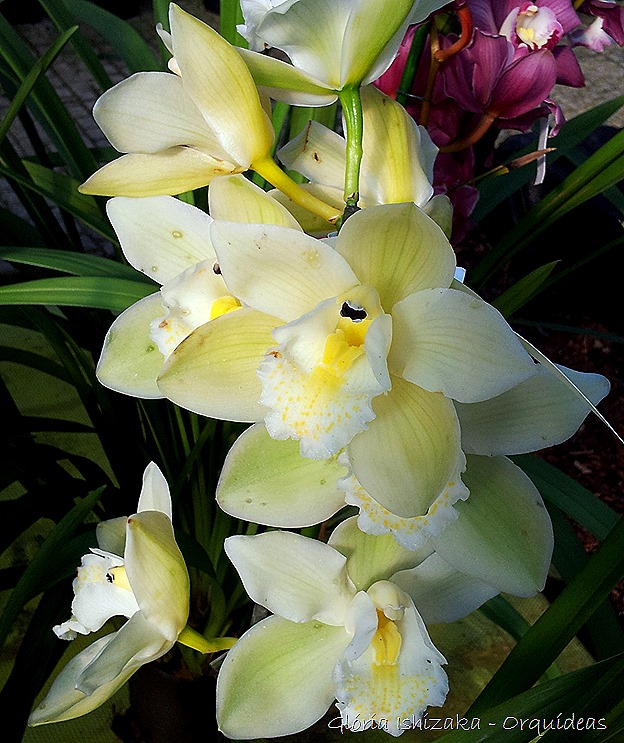 Glória Ishizaka - orquideas 22