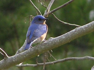 [Bluebirds%25201-1-2004%255B2%255D.jpg]