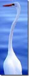 Great Egret neck 10-16-2012 9-26-32 AM 1021x2681