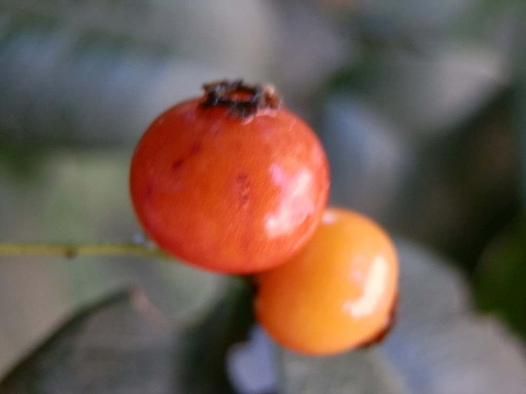 [Myrcianthes%2520gigantea%2520%25284%2529%255B4%255D.jpg]