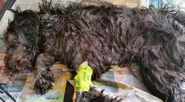 Dog crushed in hotel compacter in Cyprus x