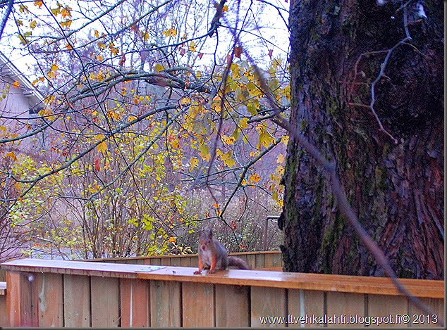 lauantain sää kuvia orava 017