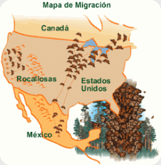 mariposa monarca mapa_de_migracion