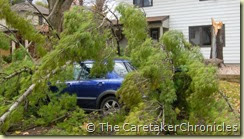 high-winds-tree-downed-car-bedford-crescent