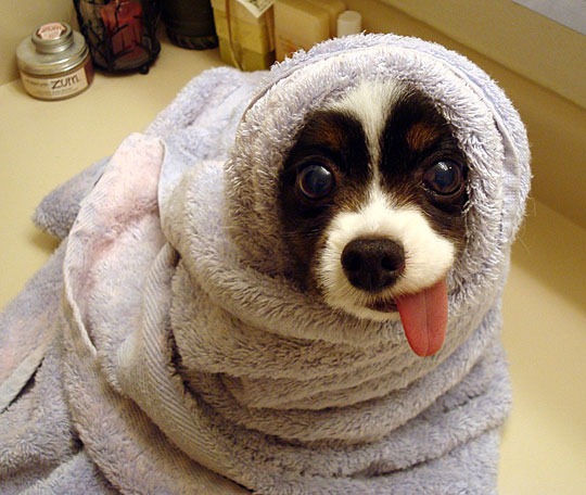 [Cute_Dogs_With_Tongues_Out_16%255B2%255D.jpg]