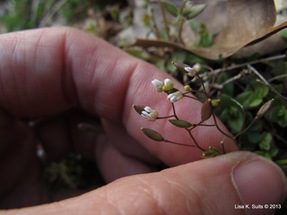 Houstonia pusilla, tiny bluet seed pods-008