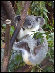 Australia, Kuranda Animal Park (13)