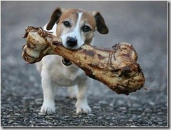 dog_with_bone