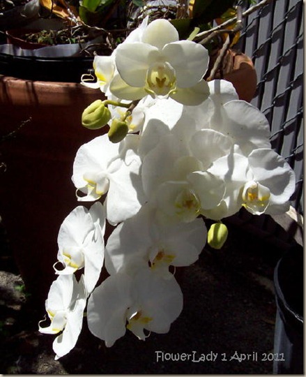nanci-orchids7