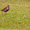 Pacific Golden Plover