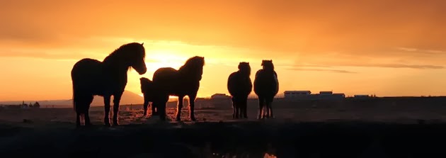 Icelandic horses at Vatnsholt