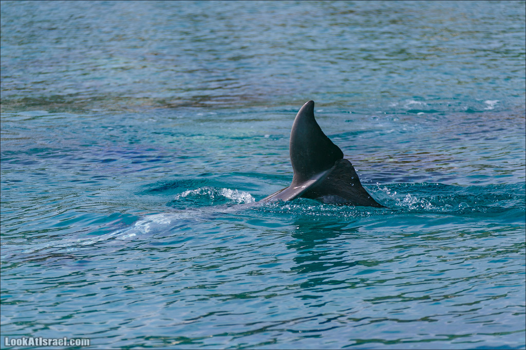 LookAtIsrael.com - Фото путешествия по Израилю | Дельфиний риф в Эйлате. Дельфинарий | Dolphins reef in Eilat | דולפינריום באילת