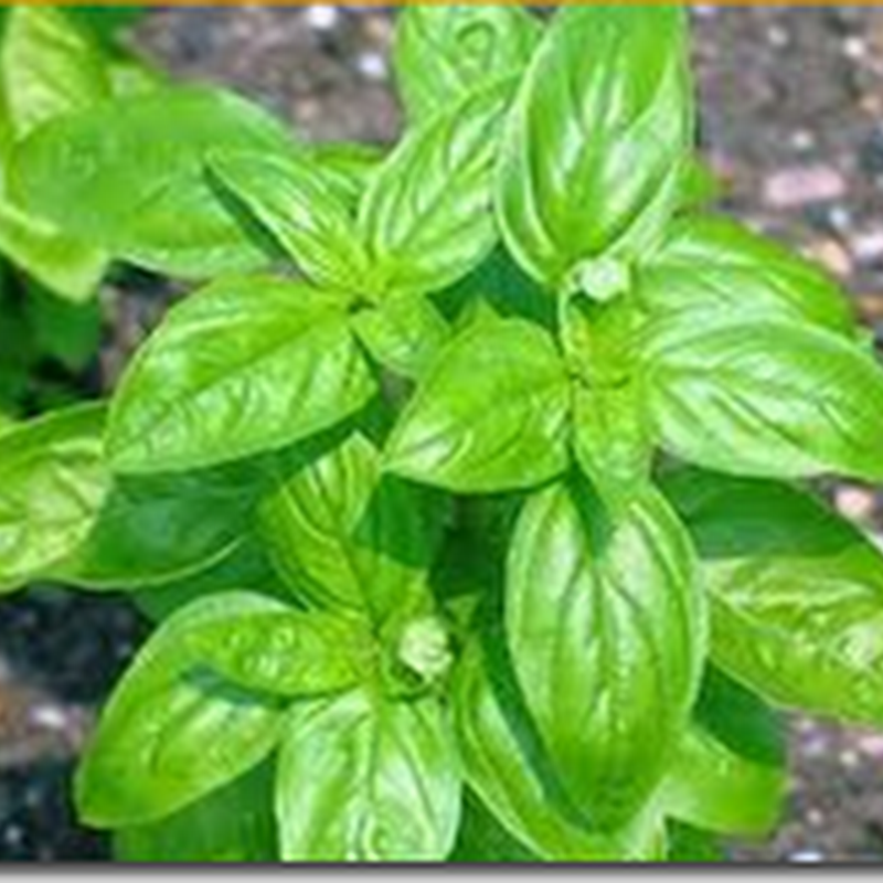 Propiedades mágicas de algunas plantas