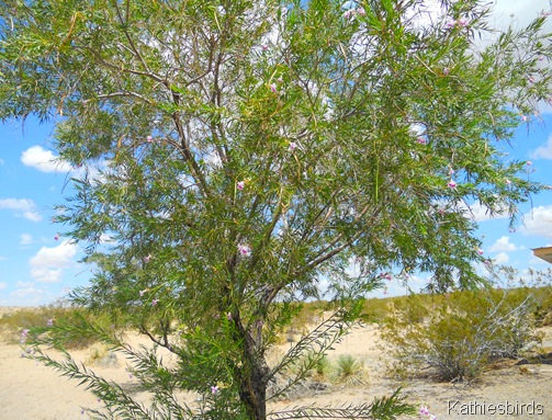 2. Desert willow-kab