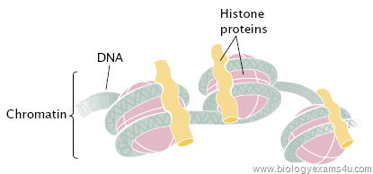Histone Proteins