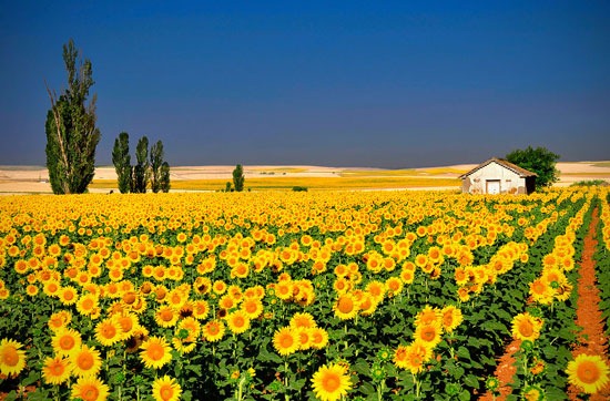 [Sunflowers3.jpg]