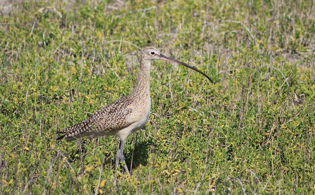 [South-Padre-Long-Billed-Curlew25.jpg]