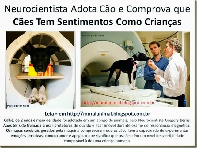 Neurocientista Adota Cão e Comprova que Cães Tem_thumb[1]