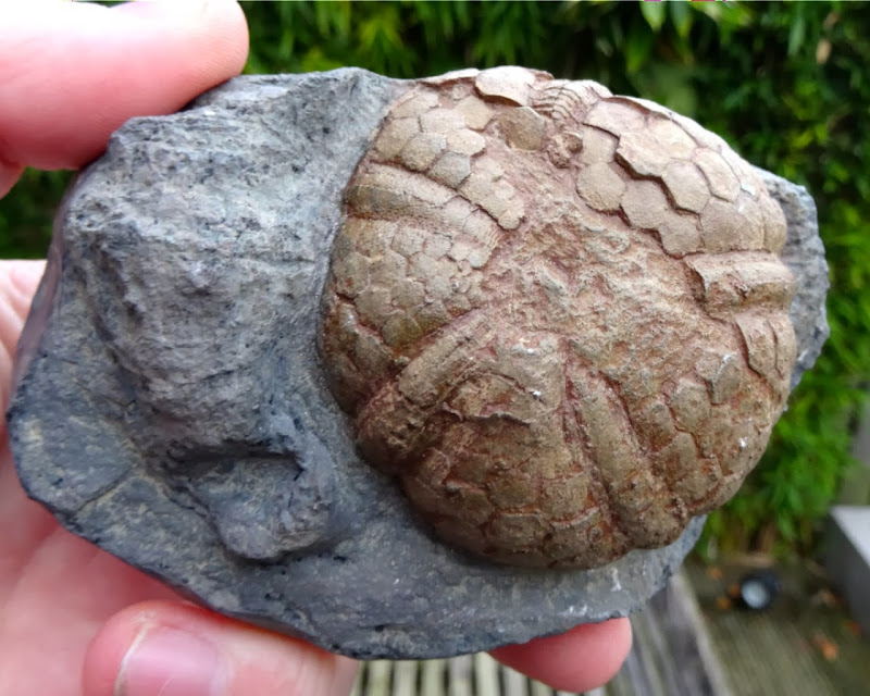 Fossil Cast: Sea Urchin - Lovenechinus lacazei.