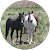 Wild Horses Ahead - The Lazy Ranch Wild Horses Ahead - The Lazy Ranch